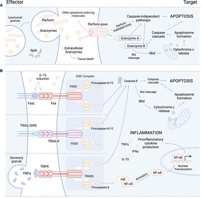 Cytolytic CD4+ and CD8+ Regulatory T-Cells and Implications for Developing Immunotherapies to Combat Graft-Versus-Host Disease